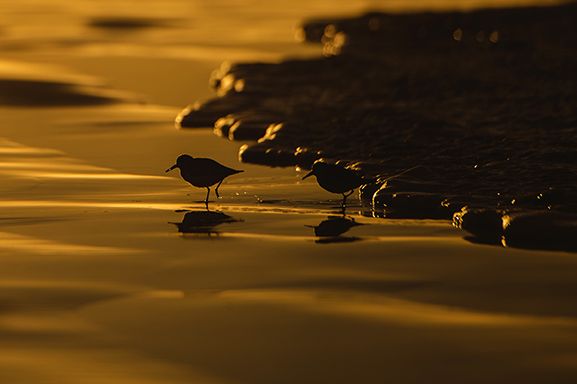 Silhouette of shorebirds wading in golden sunset waters along the beach.