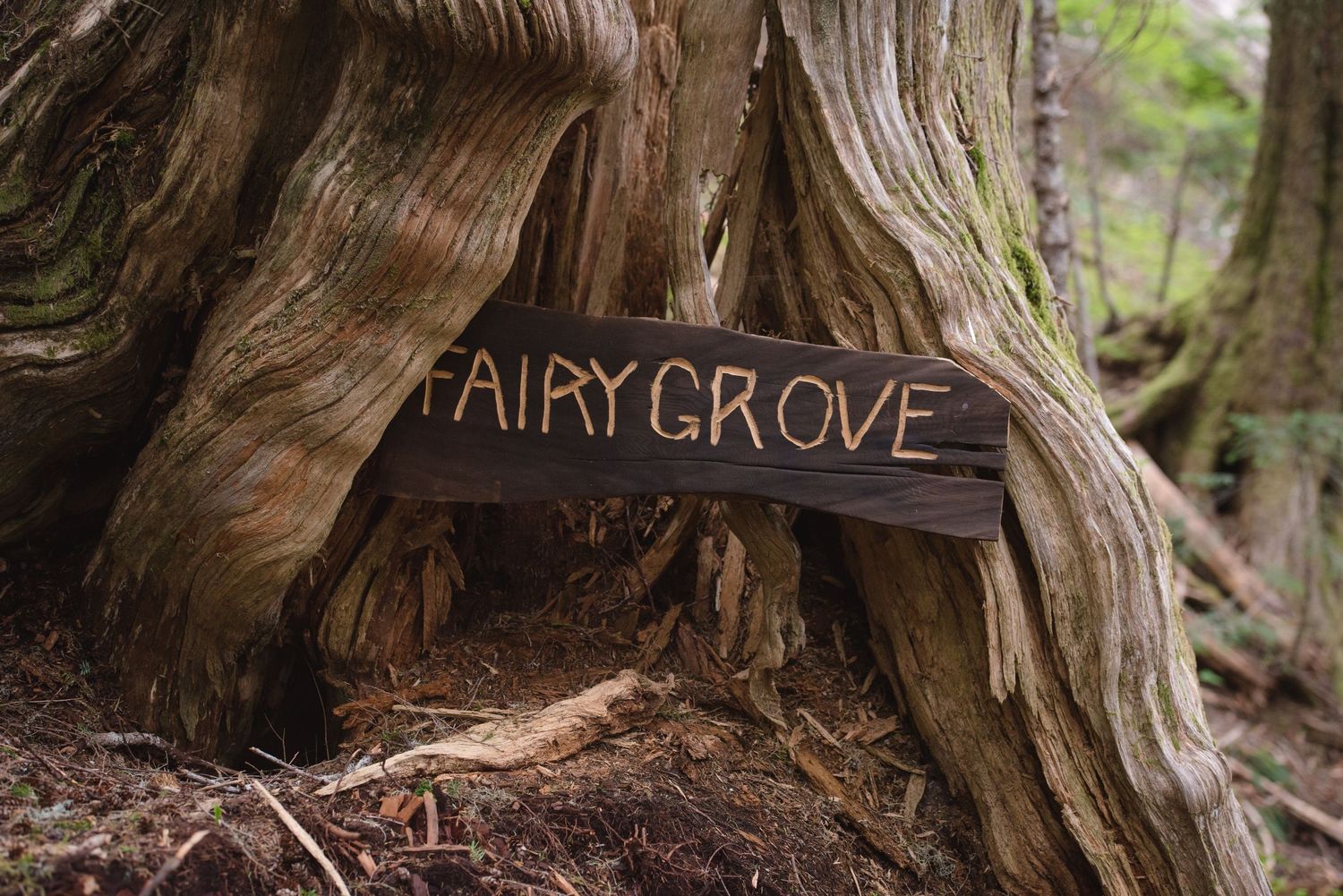 Fairy Creek blockade. Close-up of weathered tree bark texture with carved text reading 'Fairy Grove'.