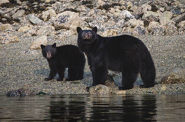 Group of black bears walking along water's edge searching for food.
