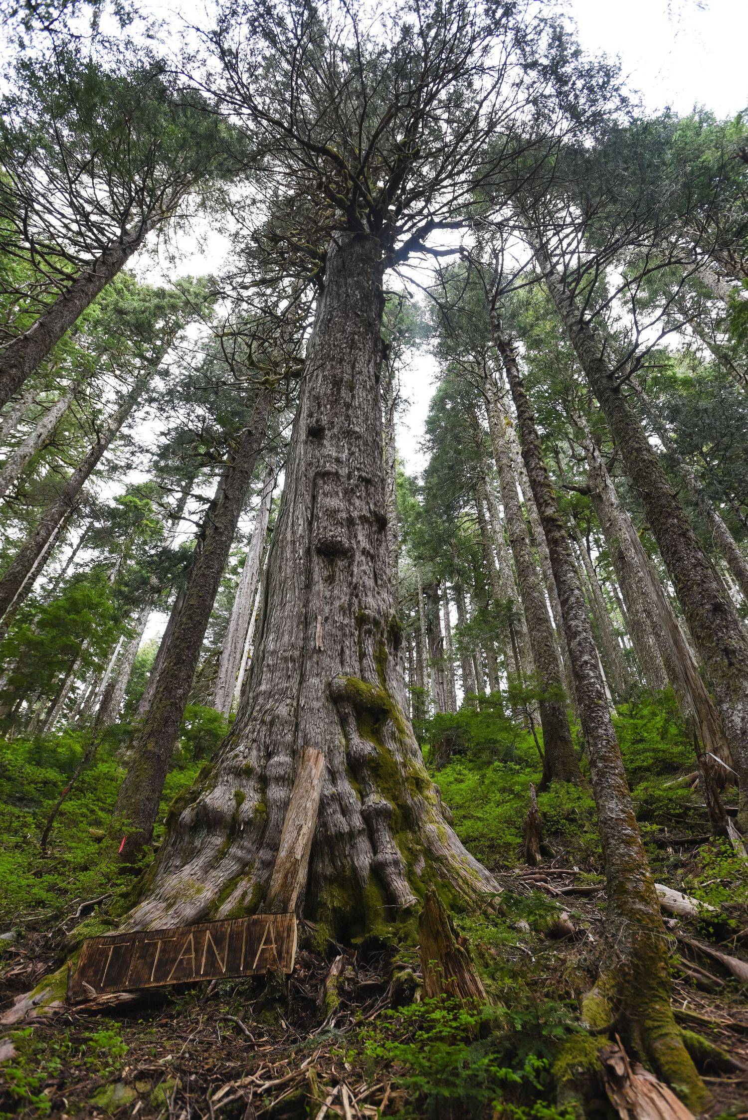 Ancient old-growth forest with massive moss-covered tree trunks and dense undergrowth.
