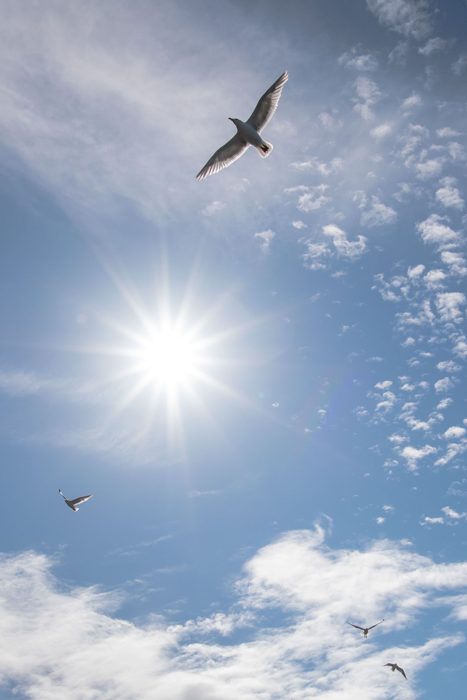 Seagulls soaring against bright sunlit sky with scattered clouds.