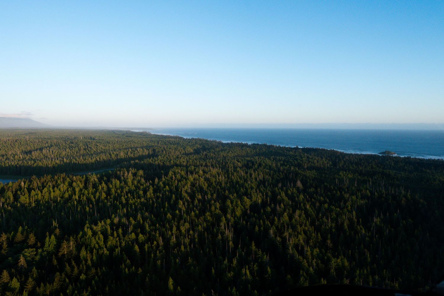 Aerial view of a vast dense evergreen forest stretching to a calm ocean coastline under a clear blue sky.