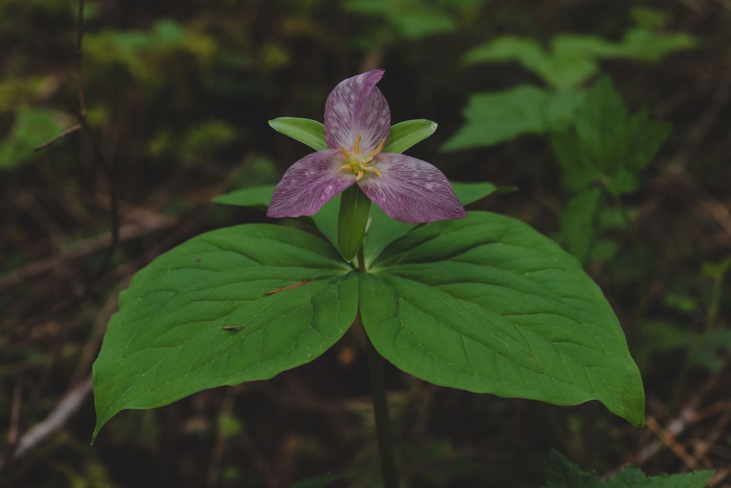 Purple trillium wildflower blooming with three large green leaves in forest undergrowth.