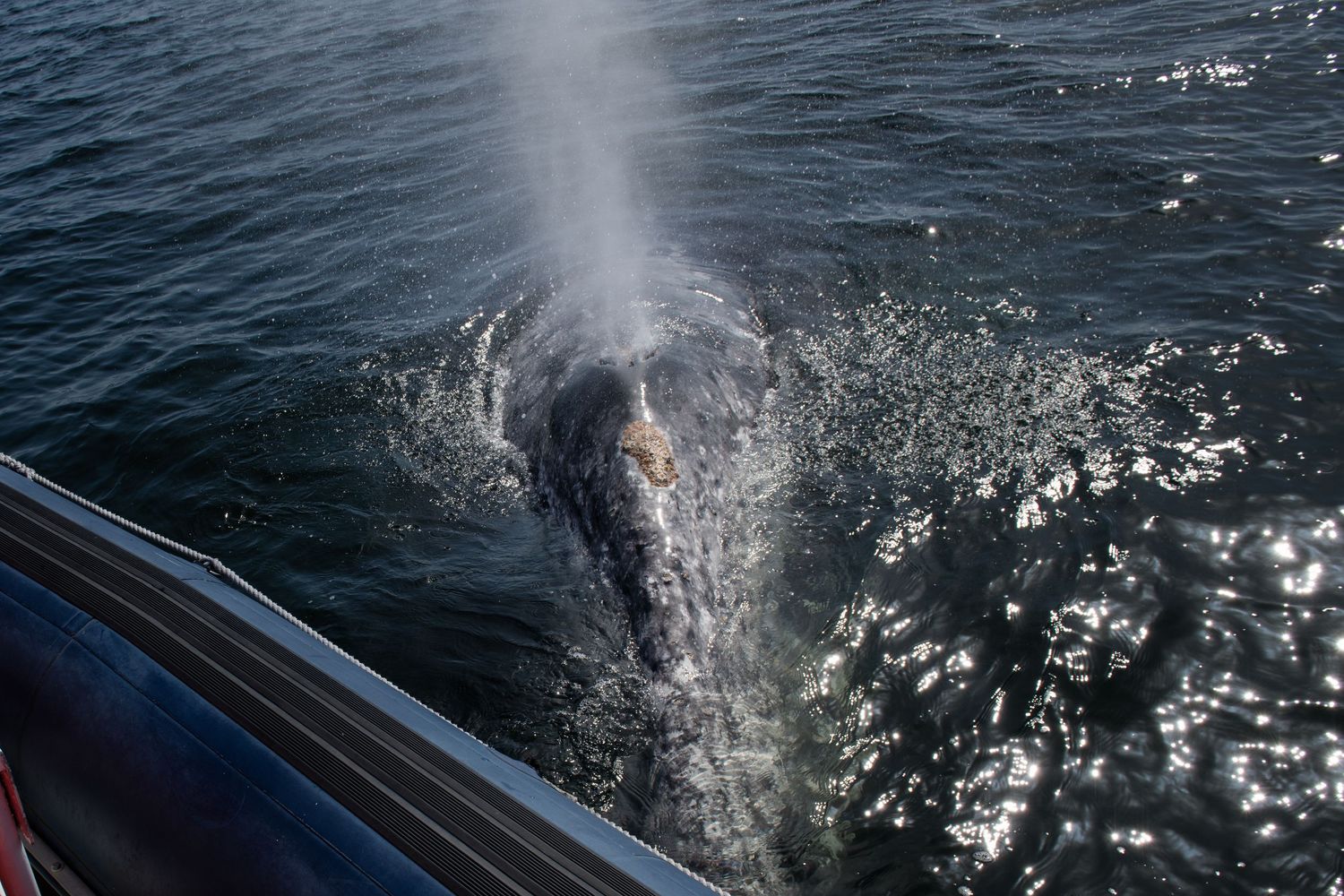 A whale's spout sprays water into the air next to a boat on a sparkling ocean surface.