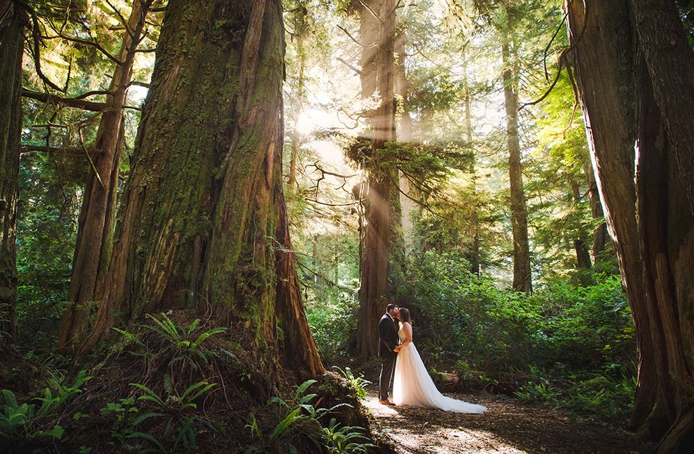 Sunlight streaming through tall forest trees creating magical woodland atmosphere.