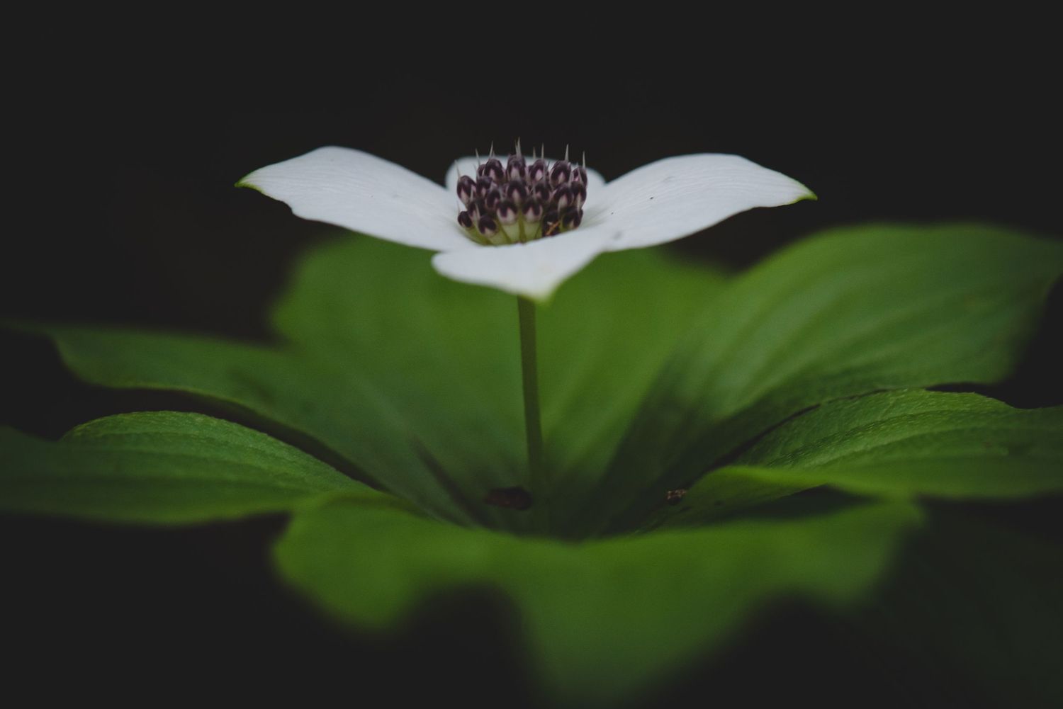 White dogwood flower with dark center against blurred green background.
