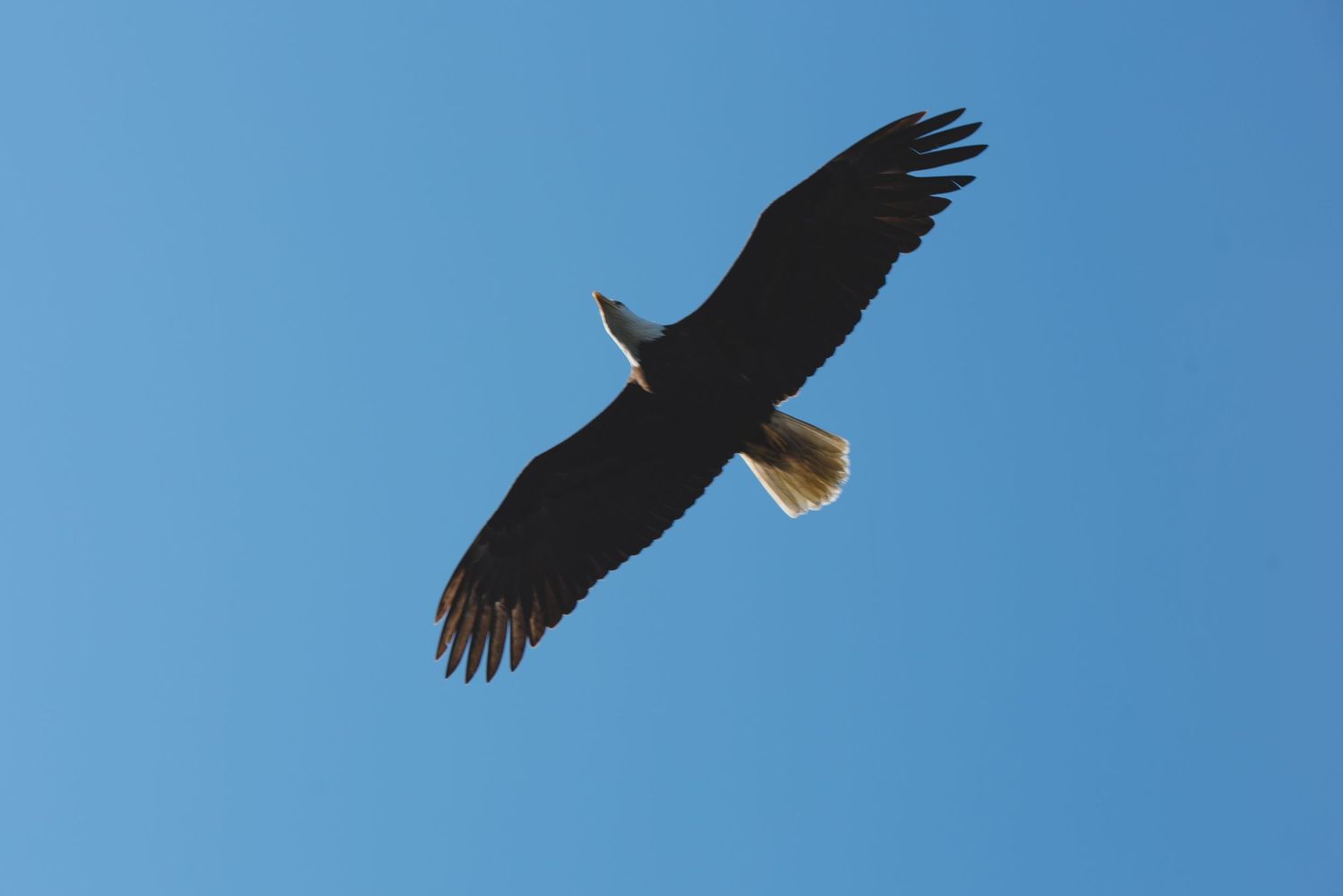 Sequence of an eagle soaring across bright blue sky during daytime.