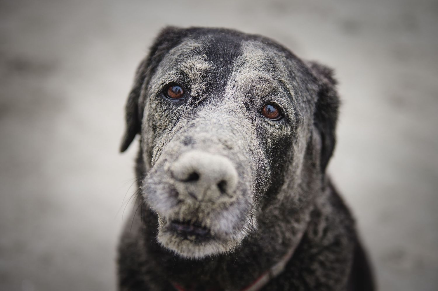 Close up portrait of senior black Labrador dog with grey muzzle against blurred background.