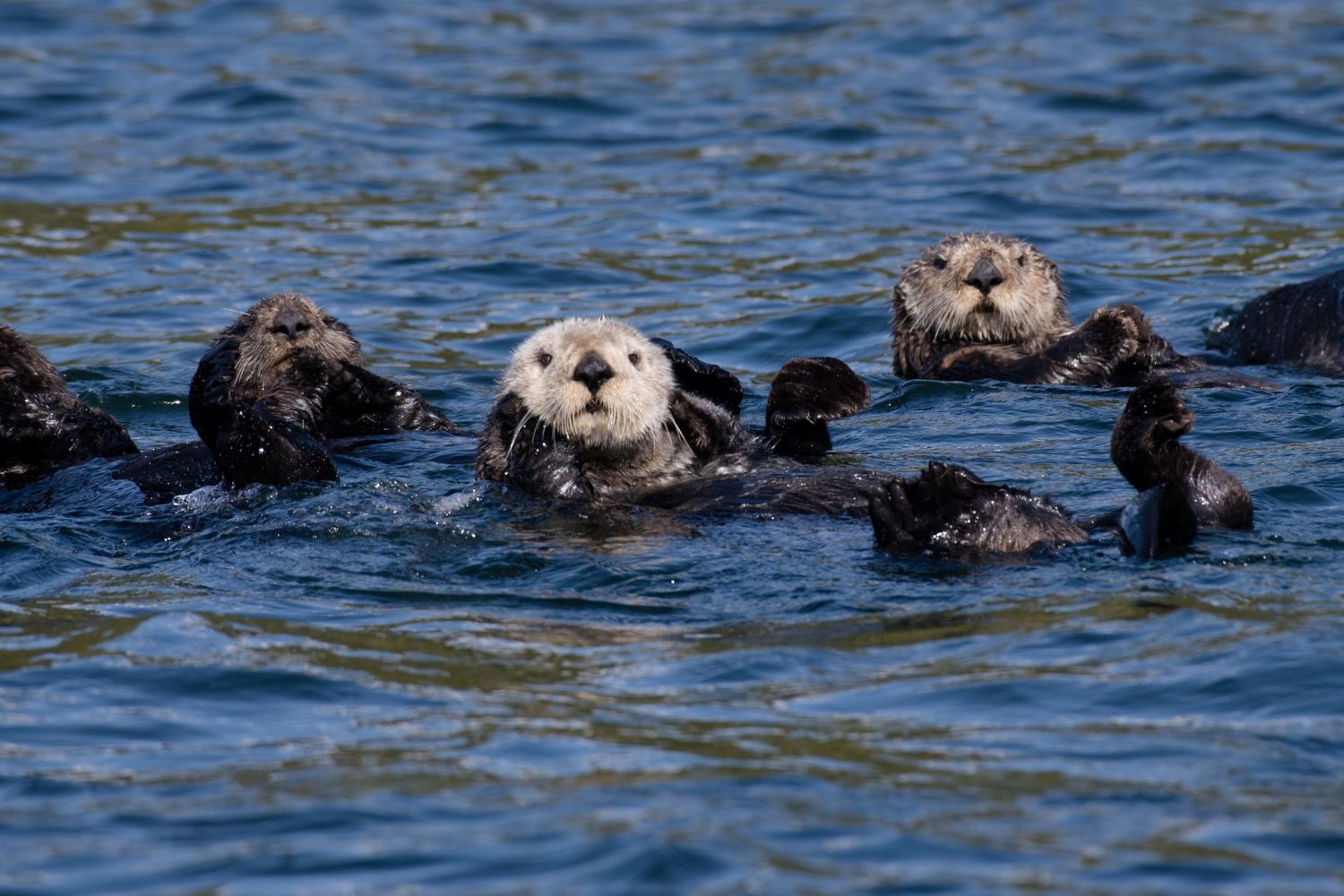Sea otters float together on their backs in blue ocean water while resting and socializing.