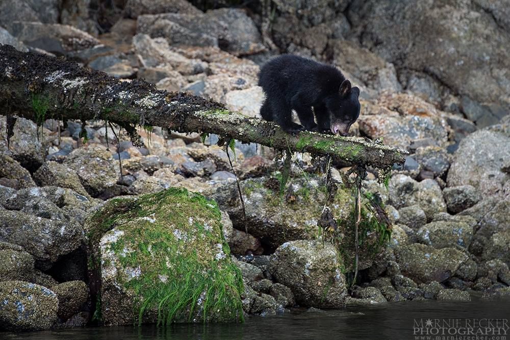 Black bear traversing mossy rocks along a rugged coastal shoreline.