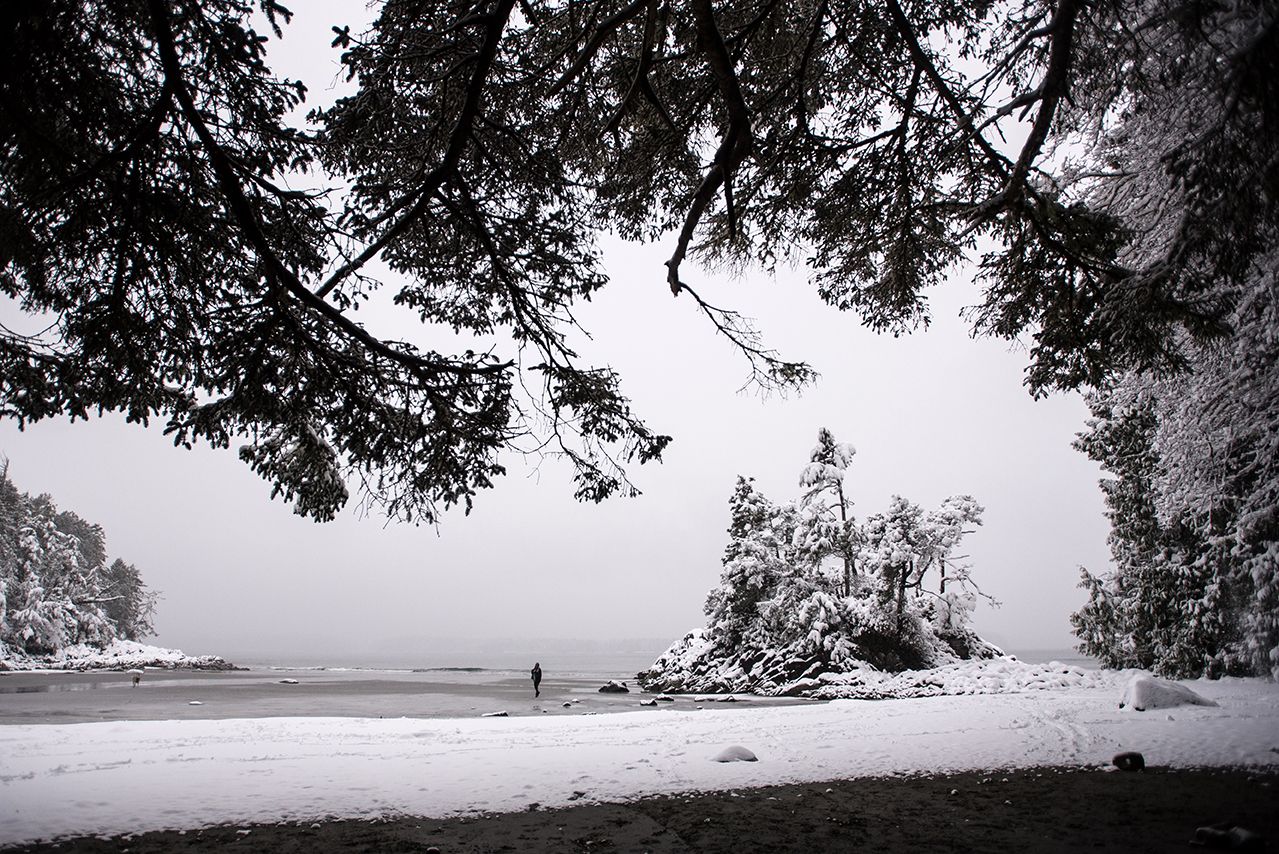 Misty coastal landscape with evergreen trees silhouetted against foggy gray sky.