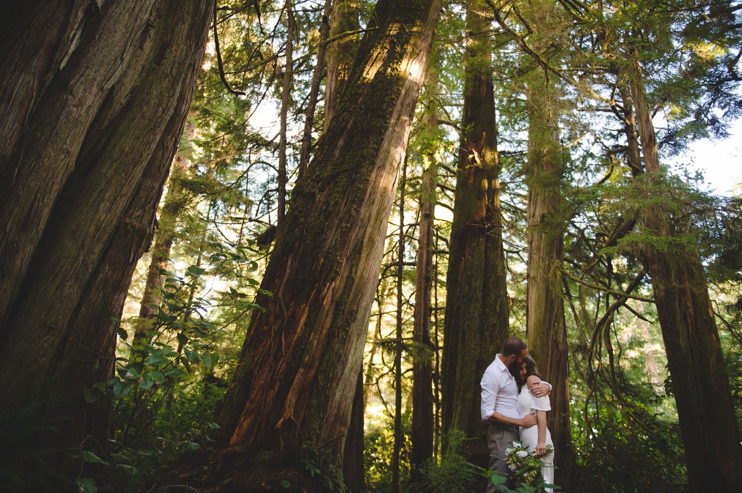 Tall evergreen trees in forest canopy with sunlight filtering through branches.