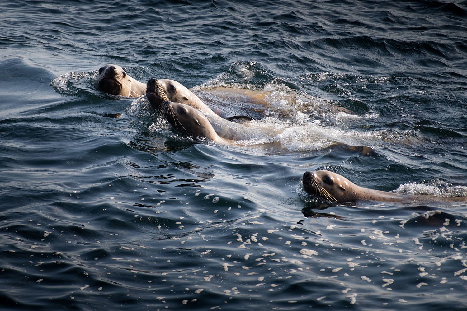 Dolphins swimming and jumping through dark blue ocean waves in sequence.