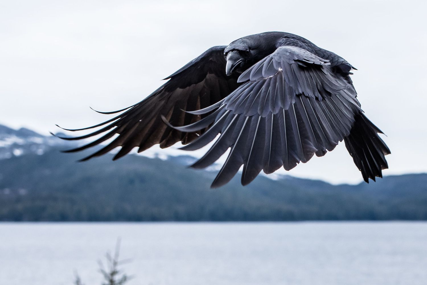Ravens flying over water with wings spread against a misty background.