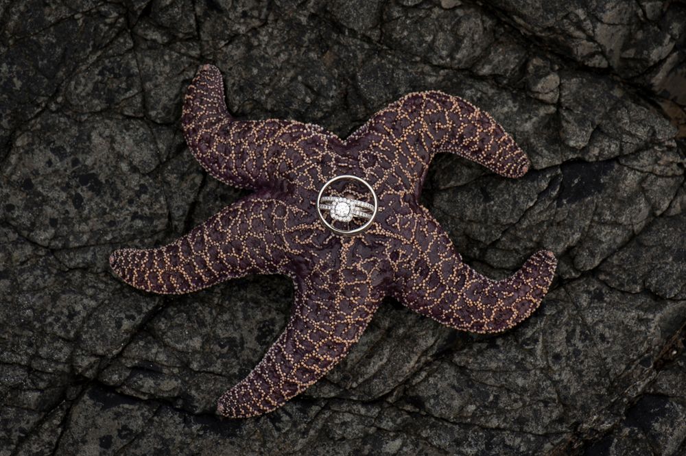 Close-up sequence of starfish on dark rocky surface.