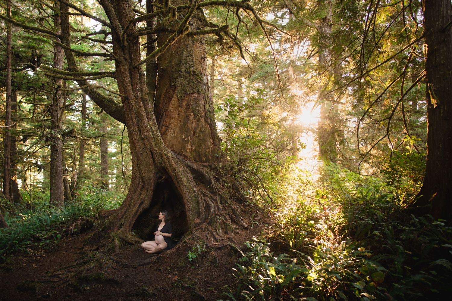 Golden sunlight filters through dense forest trees creating magical atmosphere.