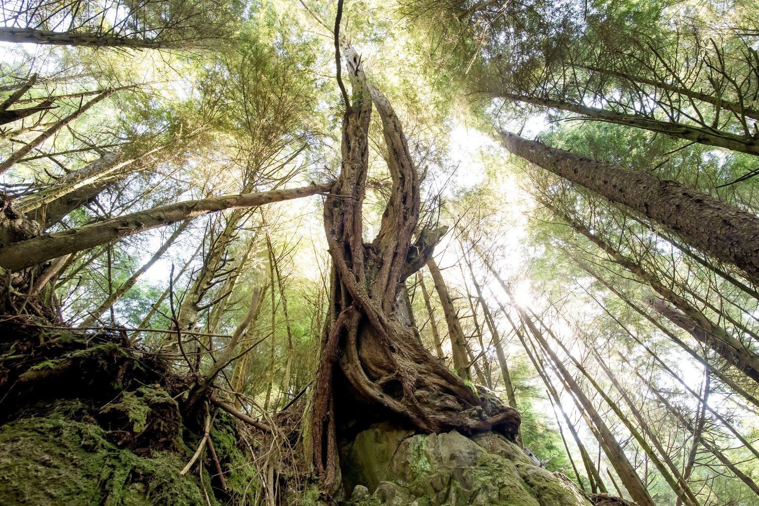 Looking up through towering redwood trees with sunlight filtering through the dense forest canopy.