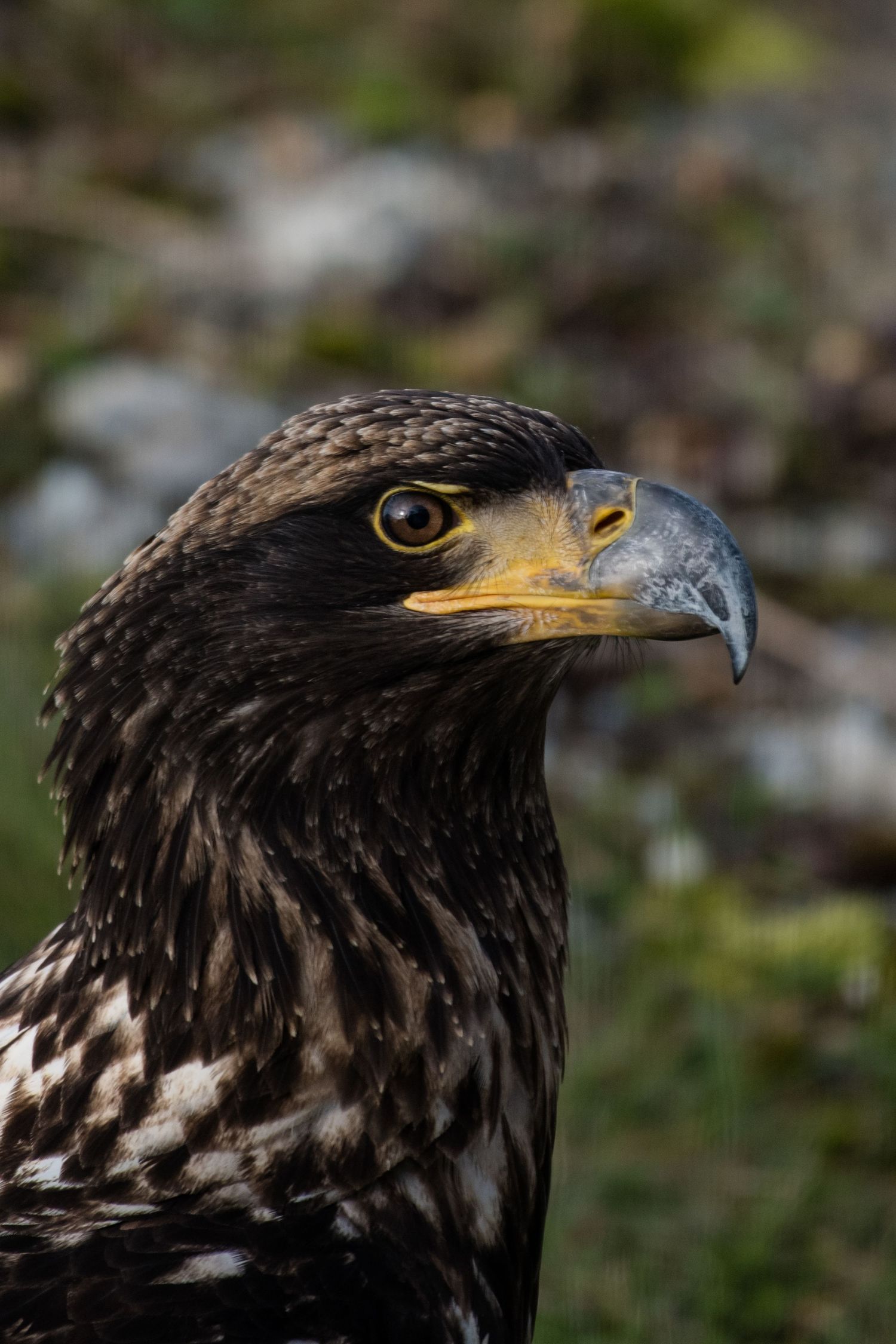 Close-up portraits of an eagle's head showing its sharp beak and fierce yellow eyes.