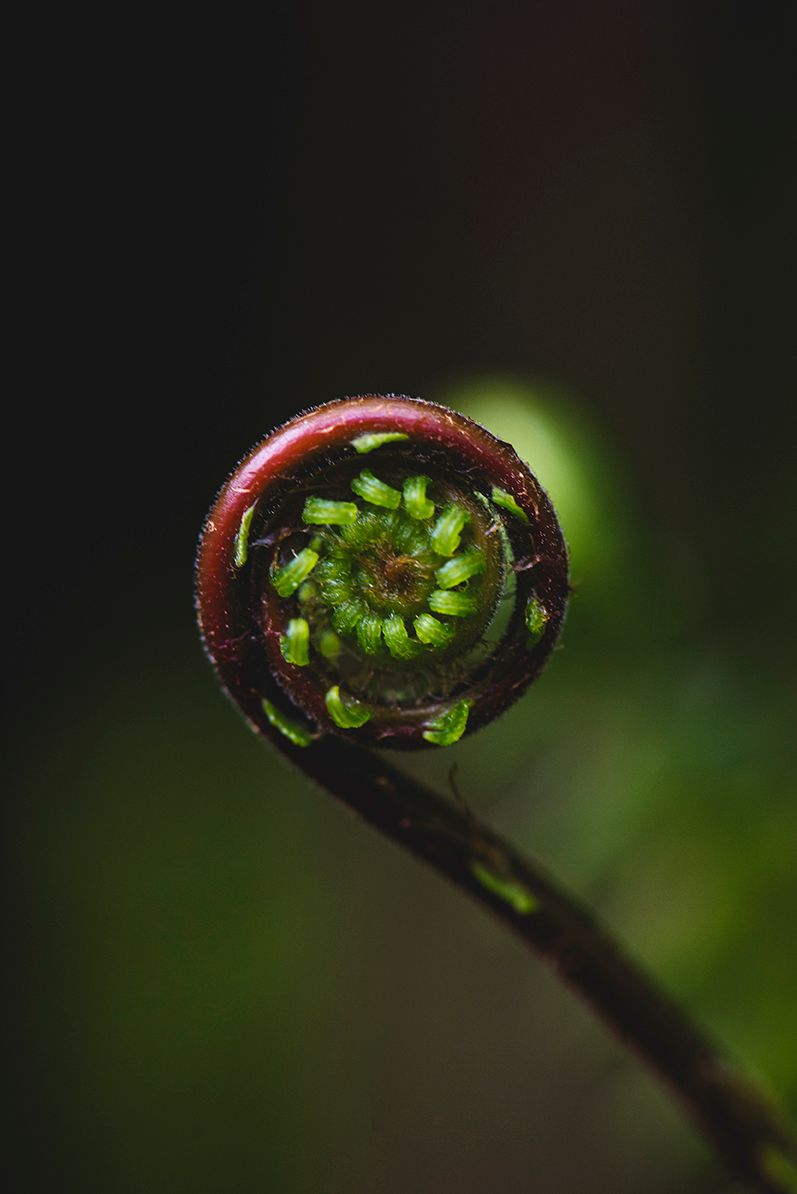 Unfurling fern frond with dark burgundy stem against green background.