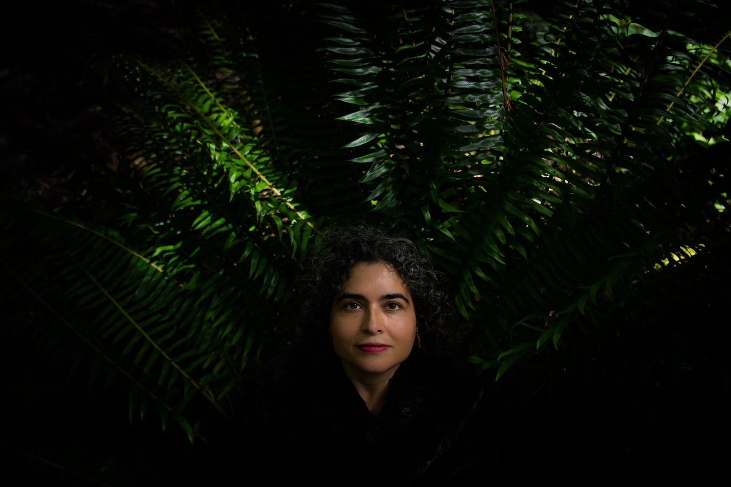 Ferns frame a dark moody forest scene with soft natural lighting.