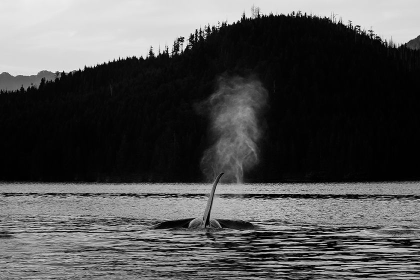 Black and white panorama of orcas breaching with misty spouts in Pacific Northwest waters.