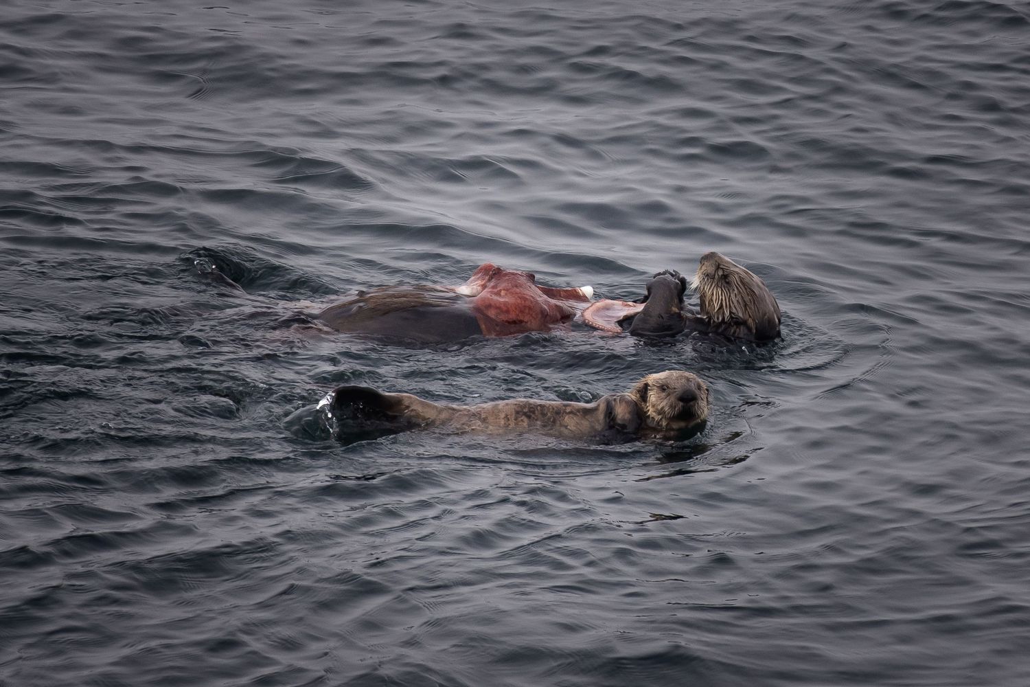 Sea otter floating on its back in dark ocean waters.