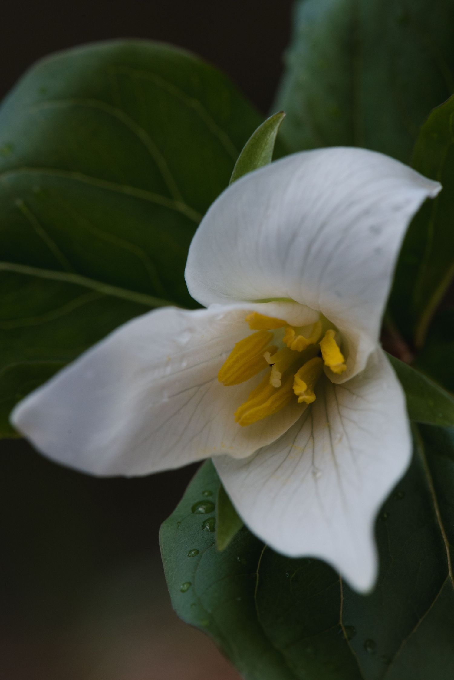 Close-up of delicate white trillium flower with yellow stamens against dark green leaves.
