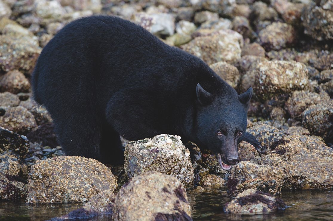 Black bear foraging along rocky shoreline in search of food during low tide.