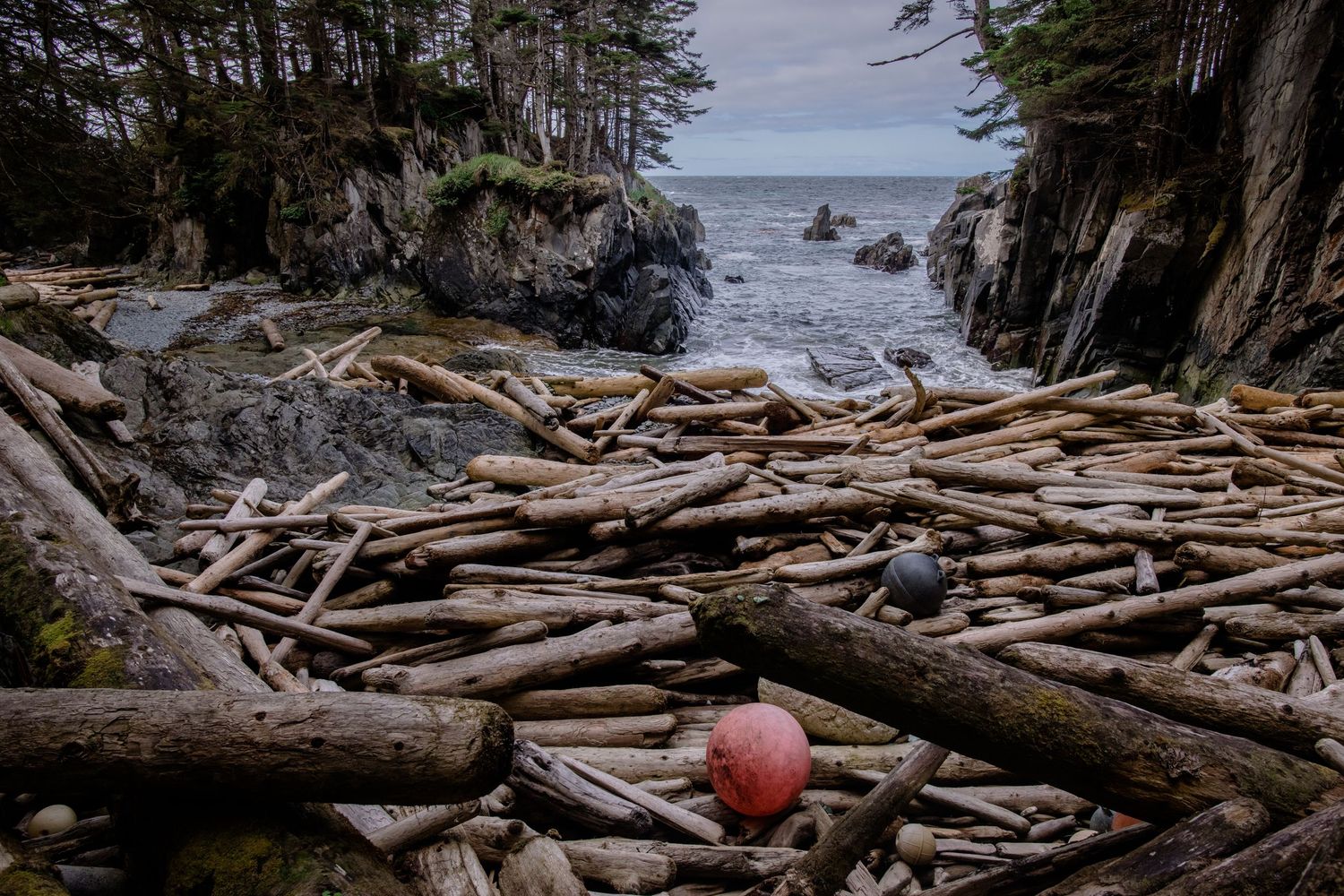 Rocky coastline with driftwood scattered along the shore and evergreen trees in the background.