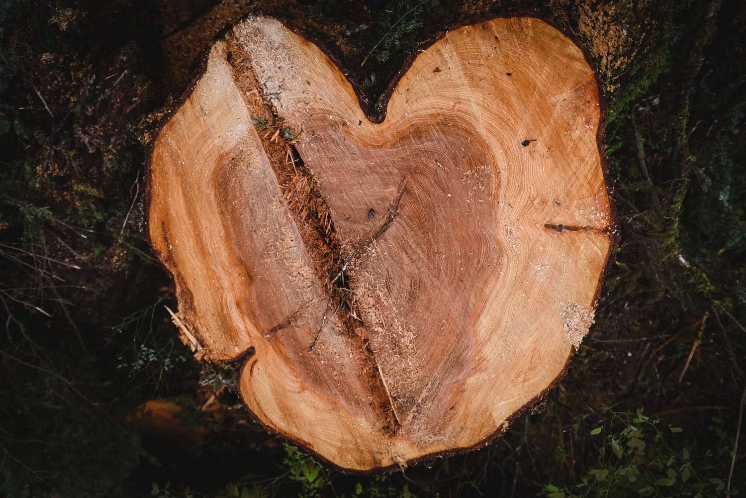 Cross sections of freshly cut logs showing wood grain patterns and annual growth rings in warm lighting.