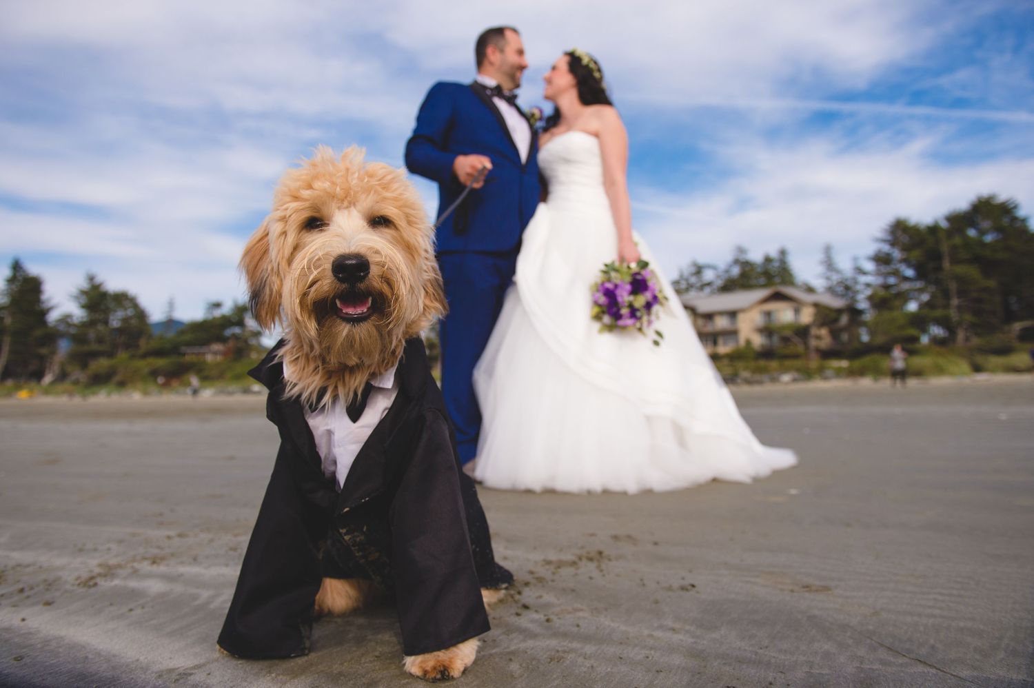 A dressed-up golden doodle dog poses in a tuxedo while newlyweds stand in the background on a beach.