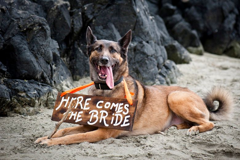 German Shepherd dog lying on beach with rustic wooden signs.
