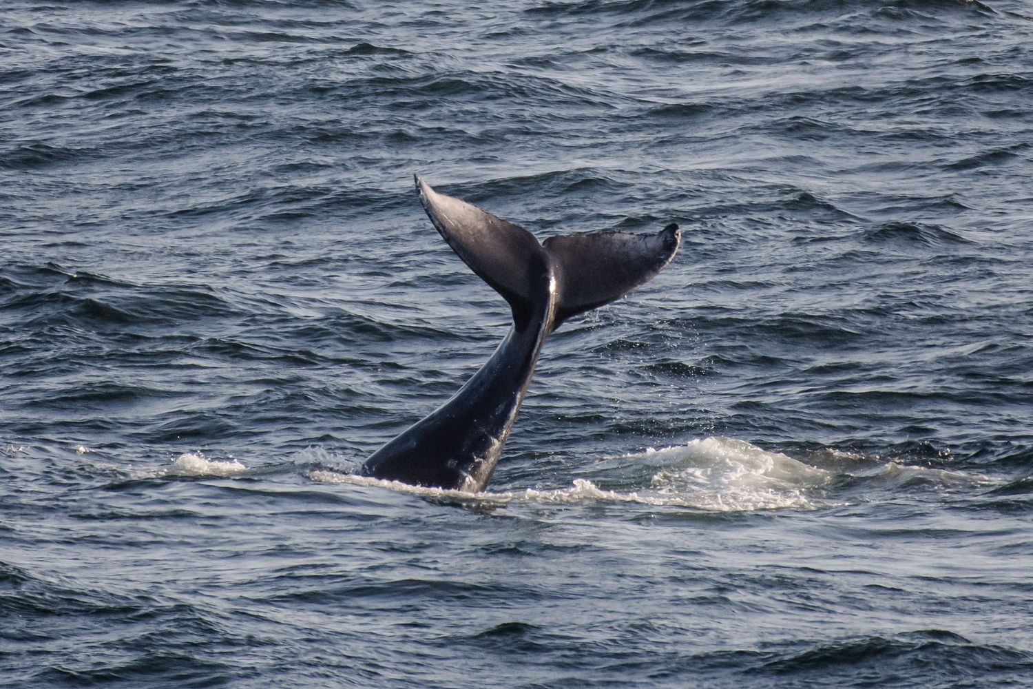 Series of whale tail flukes emerging from ocean surface in diving sequence.