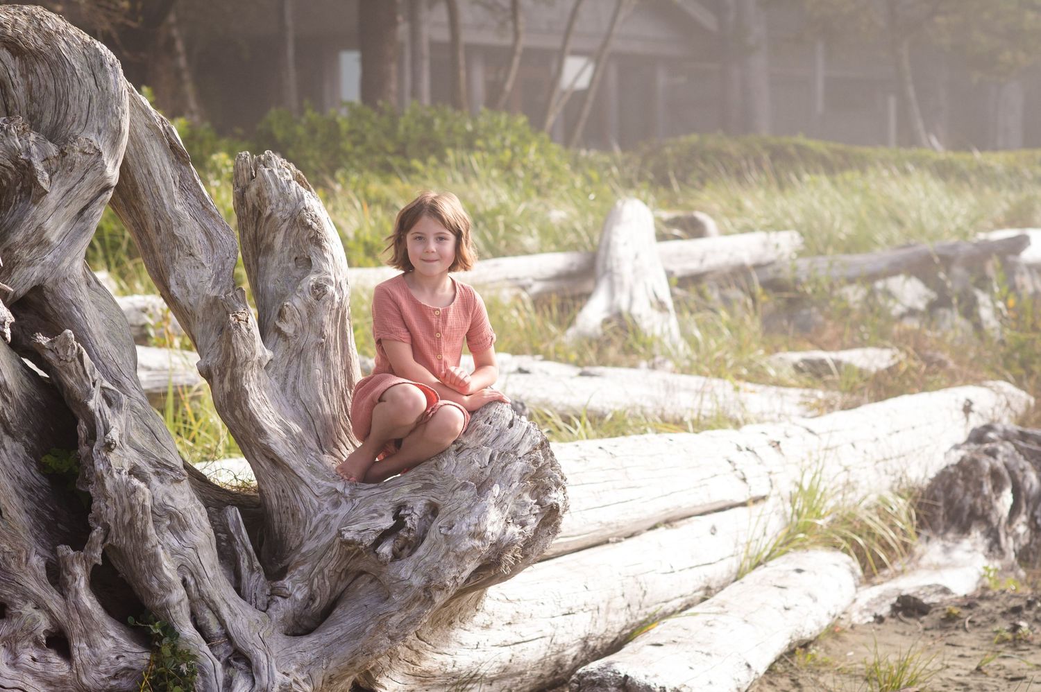 Weathered driftwood logs scattered along a sunny beach create a natural coastal scene.