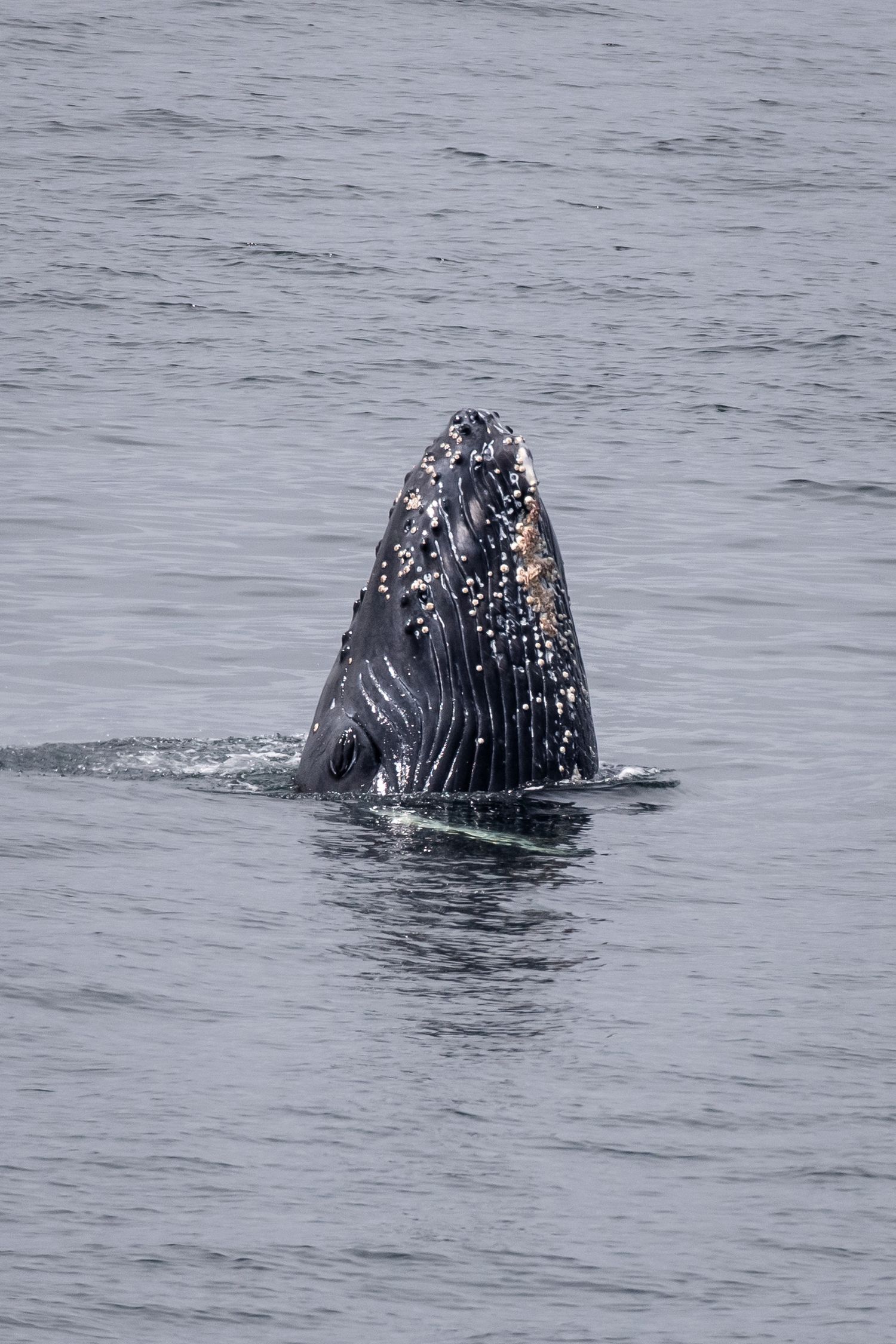 Humpback whale lunge feeding sequence showing baleen plates breaking surface.