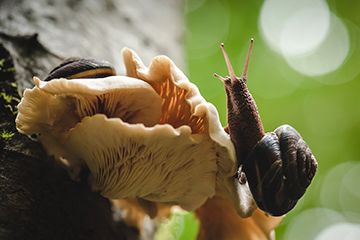 Macro shot of orange mushrooms growing in nature with bokeh background.