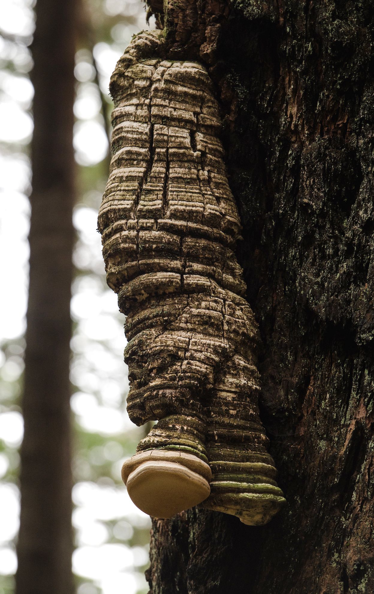Large layered bracket fungus growing on tree trunk in forest setting.