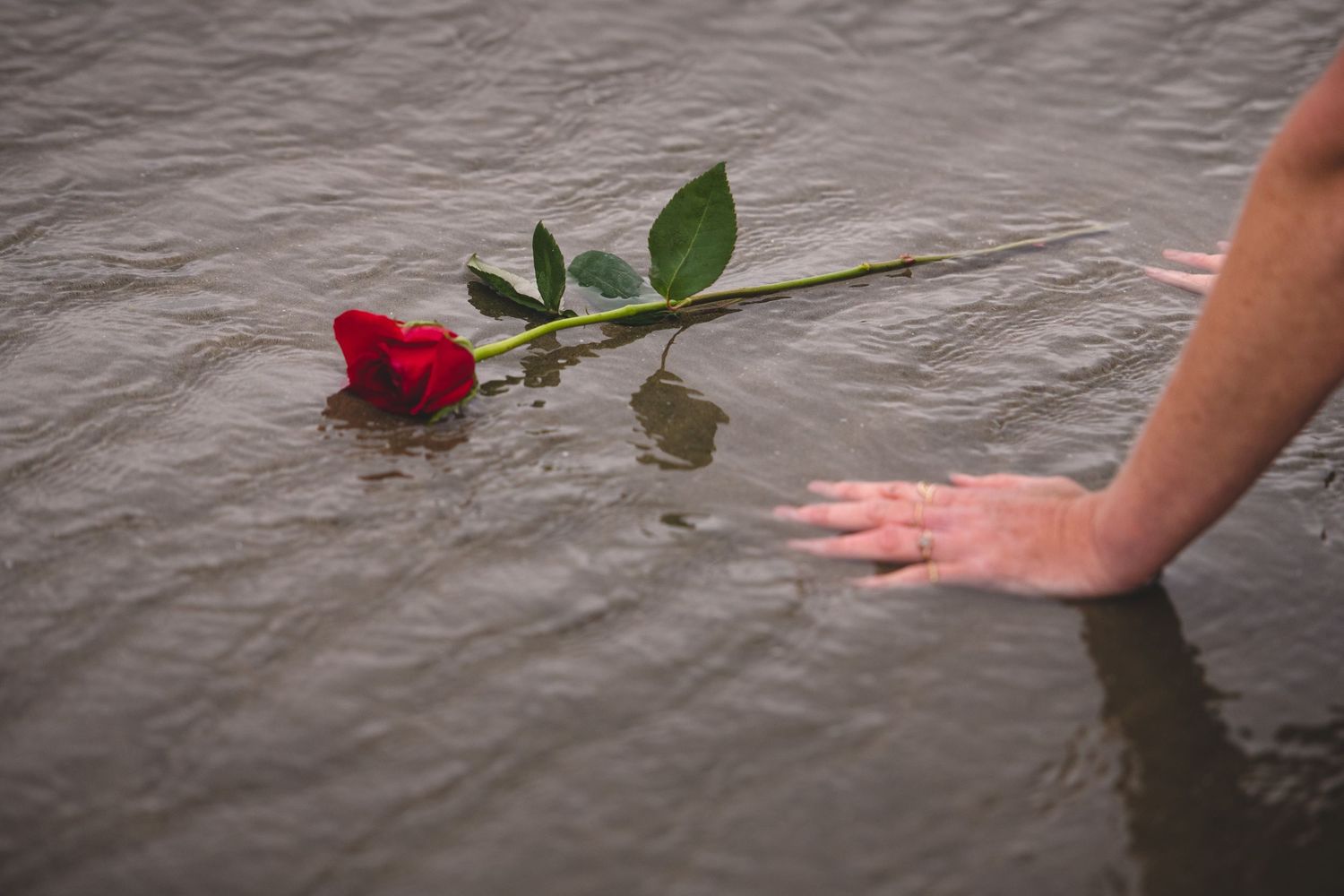 A hand reaches toward a single red rose floating on rippling water.