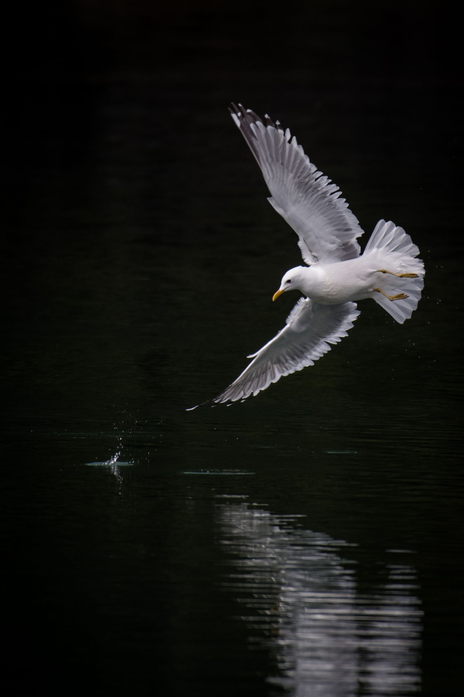 White seabird gliding gracefully over dark water in a sequence of flight motion photographs.