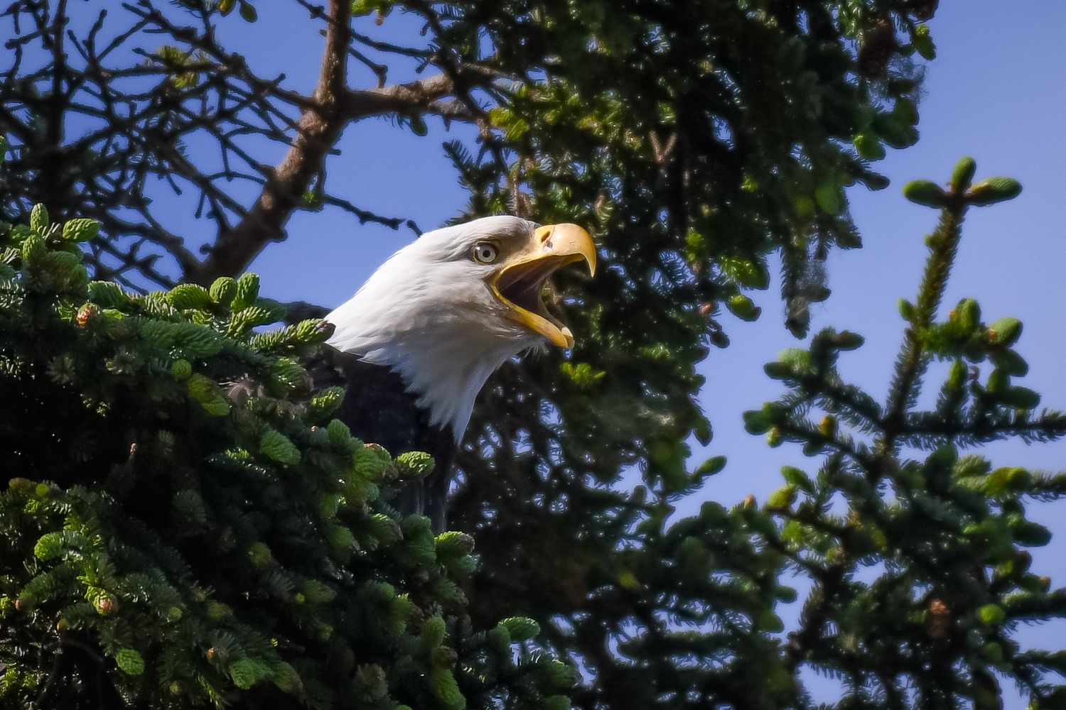 Bald eagle perched in tree branches against blue sky.