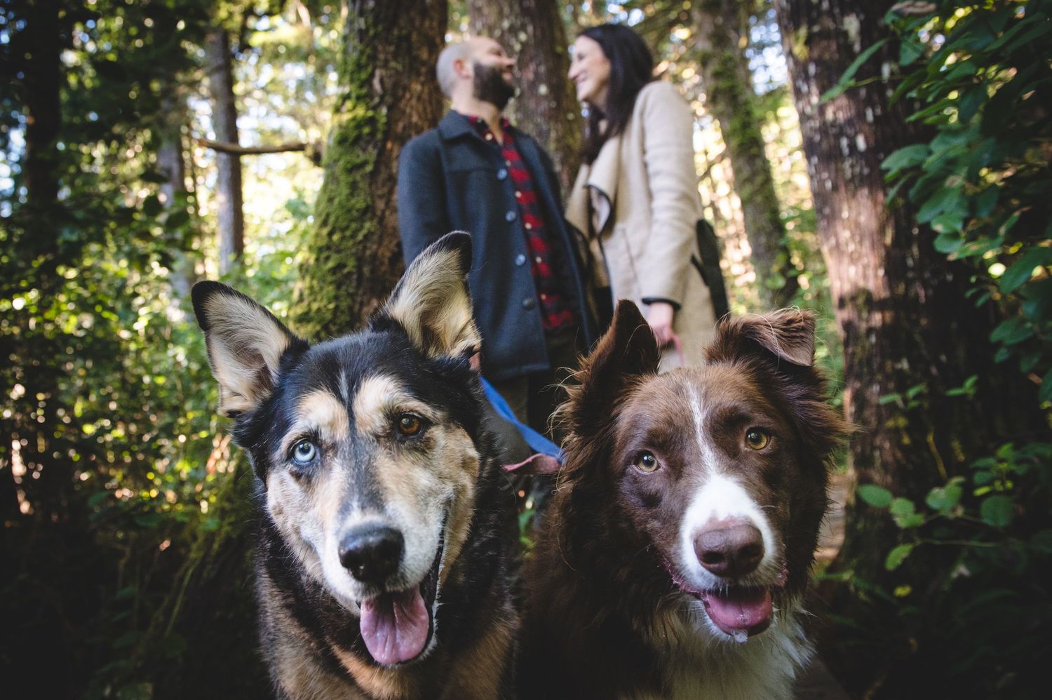 Two happy husky dogs with bright eyes sitting together in a forest setting.