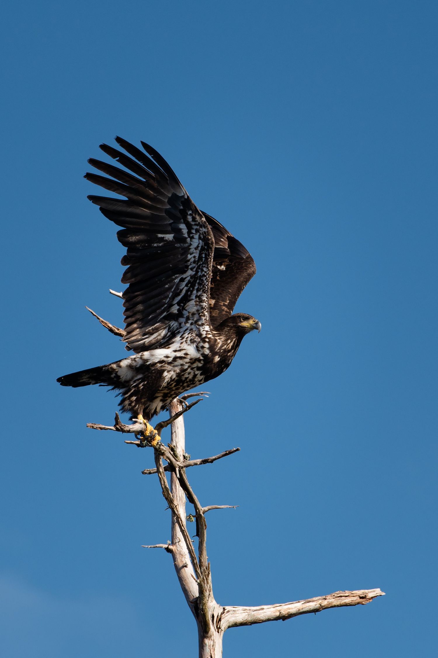 Bald eagle spreading its wings while perched on a dead tree branch against blue sky.