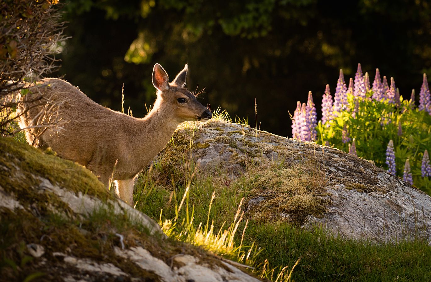 Deer resting among wildflowers on rocky terrain at sunset.