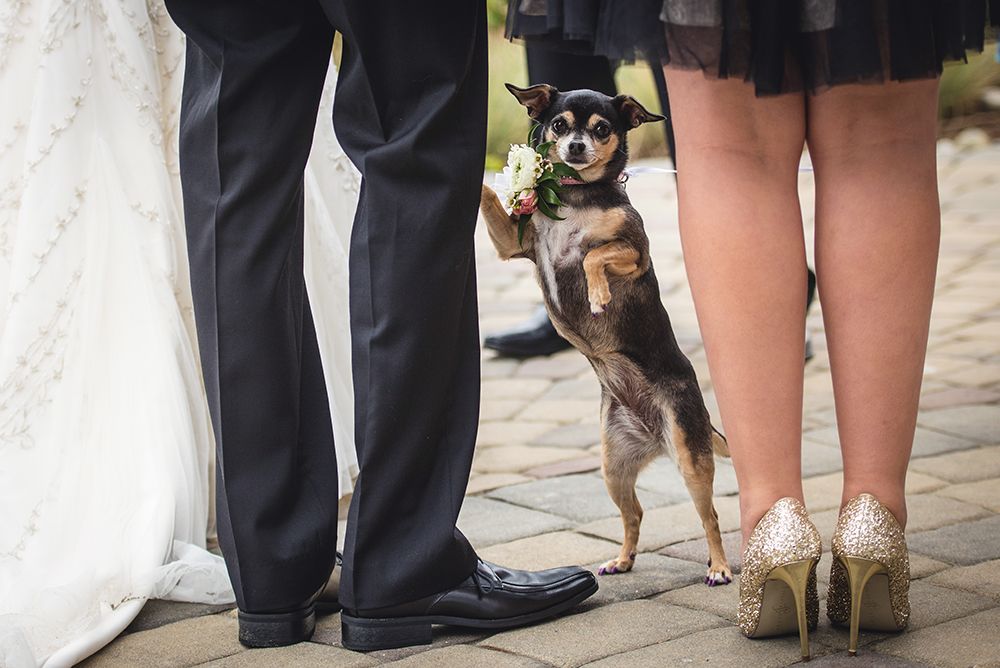 Small dog standing on hind legs between formal dress shoes and gold high heels.