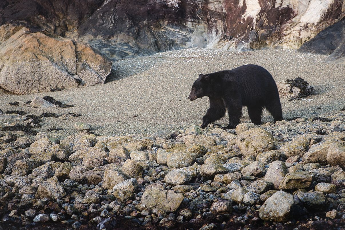 Black bear walking along rocky beach shoreline against cliff face.