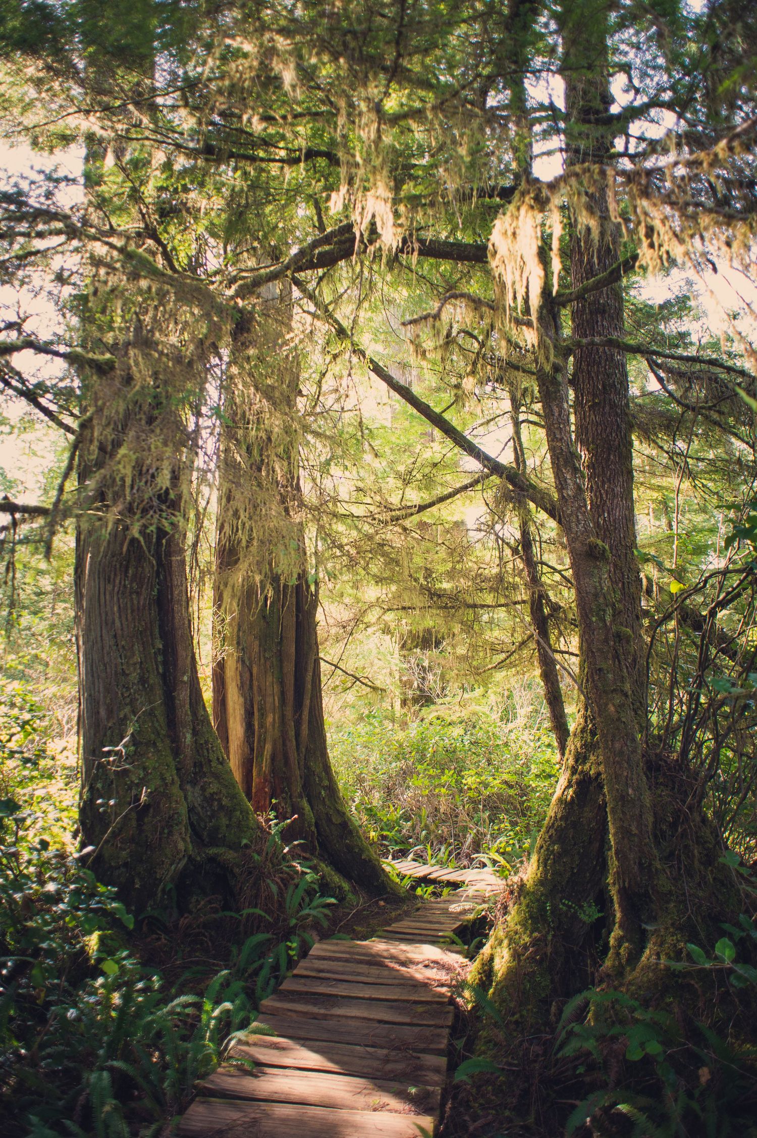Wooden boardwalk trail through mossy old-growth forest with sunlight filtering through trees.