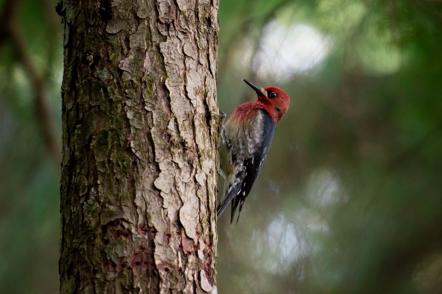 Red-headed woodpecker perched on tree bark searching for food.