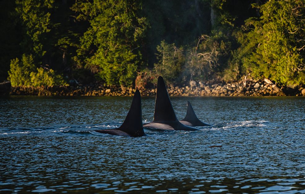 Killer whales surfacing in coastal waters surrounded by forested shoreline.