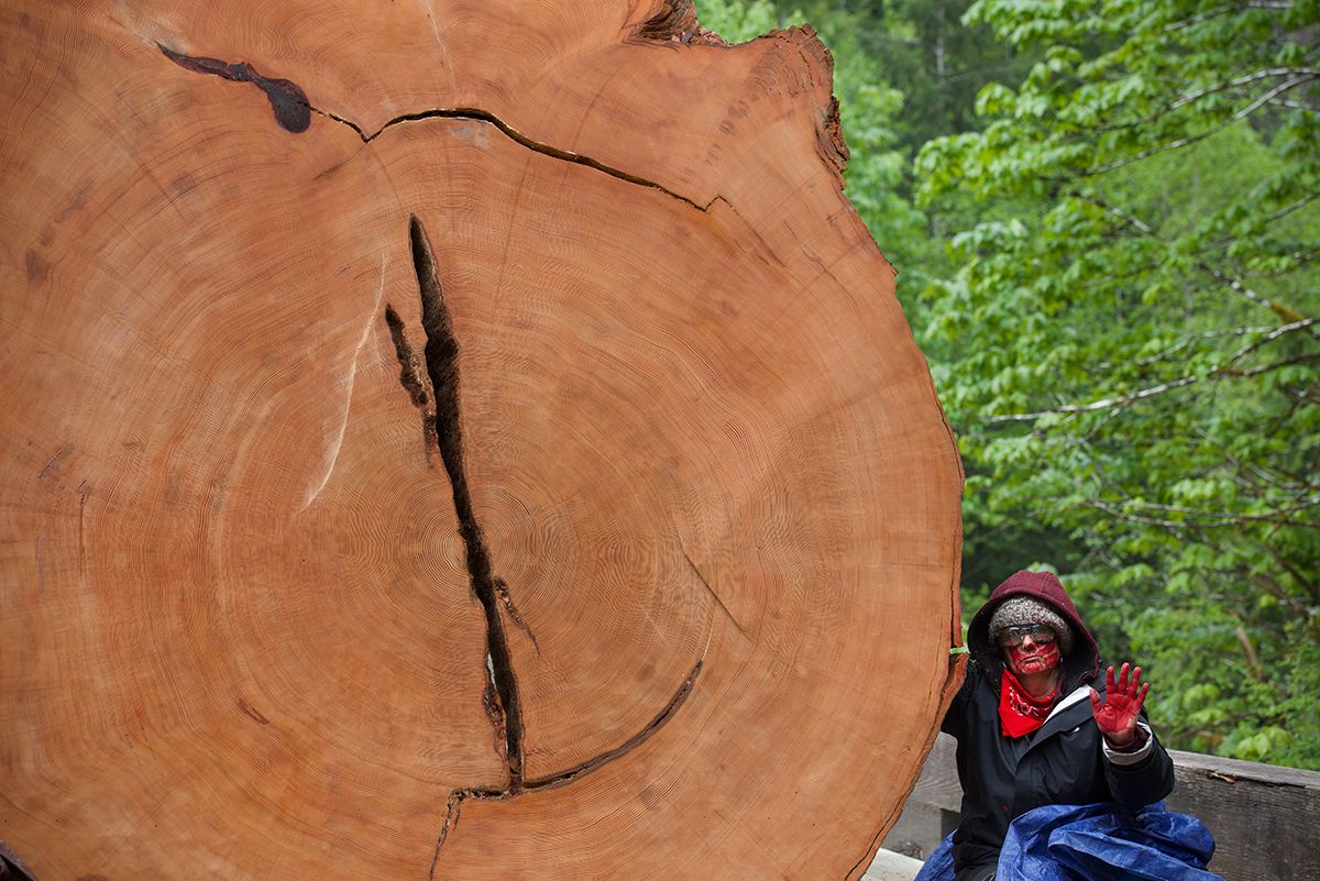 Fairy Creek blockade. Large cut tree trunk with visible rings and crack in forest setting.