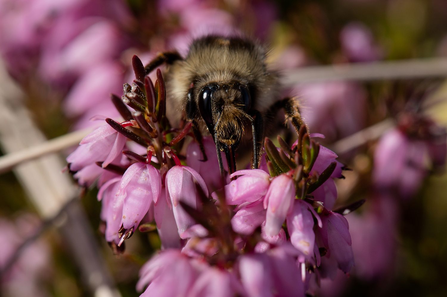 Close-up of pink heather flowers blooming in soft focus.